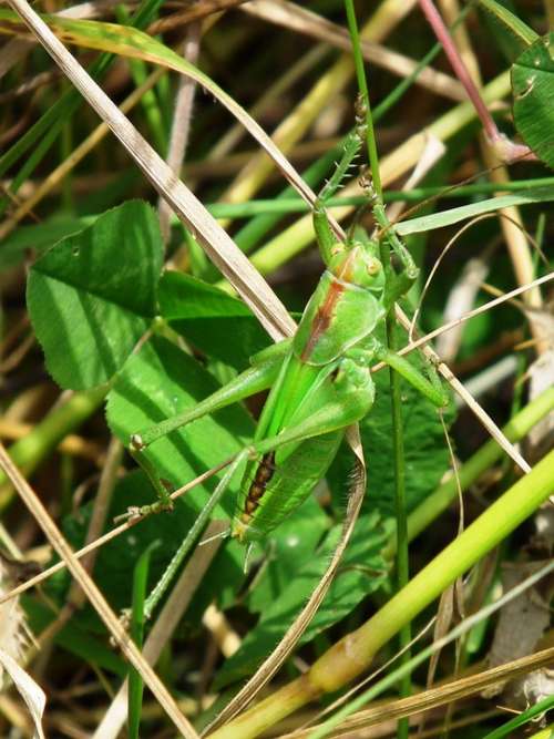 Grasshopper Green Insect Camouflage Viridissima