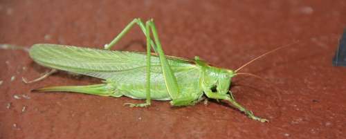 Grasshopper Animal Hop Insect Macro Legs