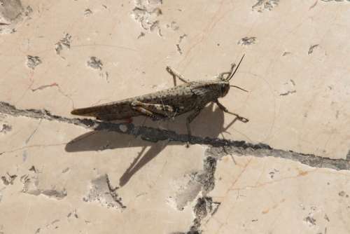 Grasshopper Insect Animal Bug Wildlife Creature