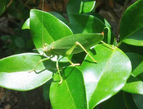 Grasshopper Katydid Camouflage Leaves Green Insect