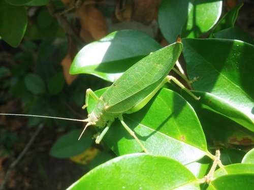 Grasshopper Camouflage Katydid Leaves Green Insect