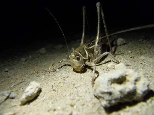 Grasshopper Insect Nature Macro Animals Night