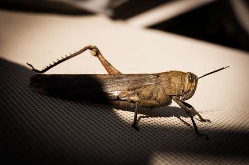 Grasshopper Cricket Insect