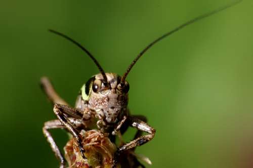 Grasshopper Insect Animal Nature Macro Portrait