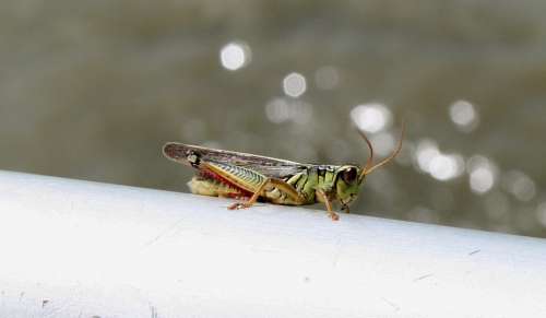 Grasshopper Close-Up Green Insect Jump Legs