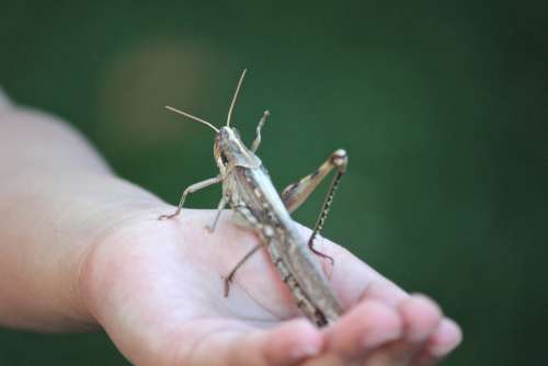 Grasshopper Locust Insect Bug Giant Hand Garden