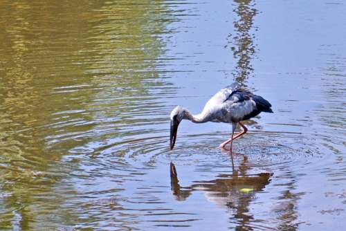 Gray Heron Crane Fishing Reflections Water River