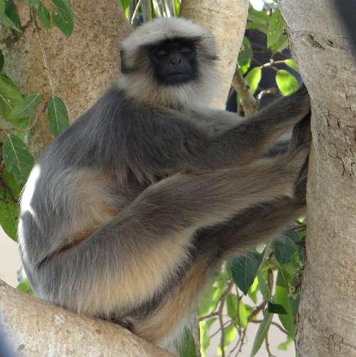 Gray Langur Monkey Sleeping Animal Mammal Sitting
