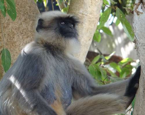 Gray Langur Monkey Animal Mammal Female