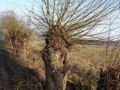 Graze Pasture Tree Braid Branches Salix