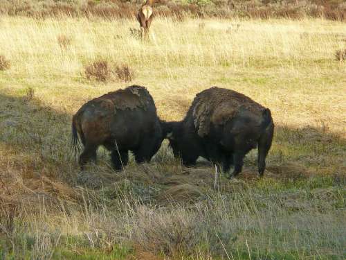 Grazing Buffalo Mammals Animal Nature Grass