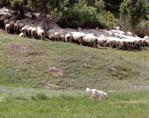 Grazing Sheep Sheep Poland Malopolska