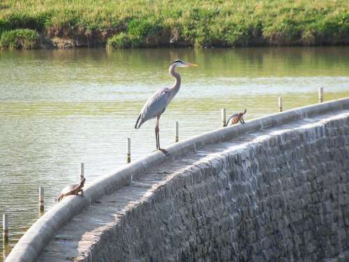 Great Blue Heron Bird Wildlife Nature Water