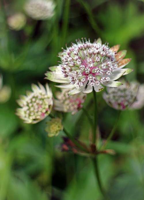 Great Masterwort Astrantia Major Masterwort