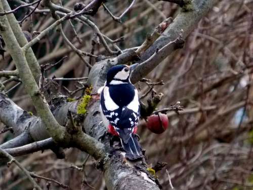 Great Spotted Woodpecker Woodpecker Bird Nature
