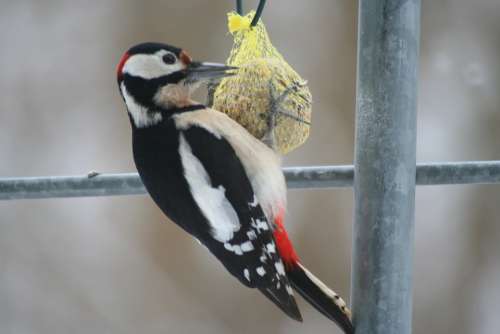 Great Spotted Woodpecker Animals Bird Woodpecker