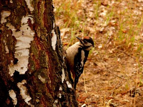 Great Spotted Woodpecker Woodpecker Bird Birch