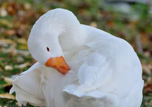 Greater Snow Goose Geese Bird White Plumage