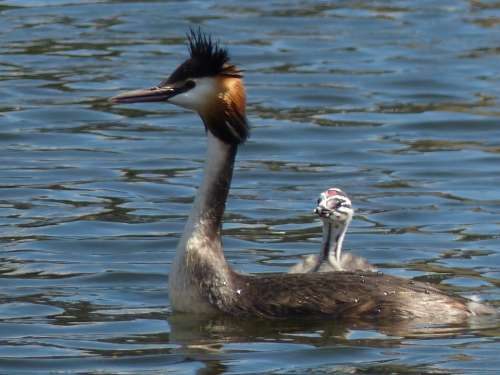 Grebe Waterfowl Young Mother Child Nature