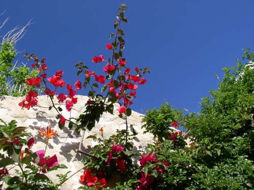 Greece Flowers Sky Blue Red Cyclades