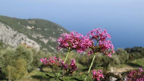 Greece Sea Greek Island Mountains Flower Nature