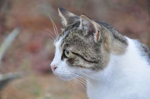 Greek Stray Cat Cat Cats Animals Pet