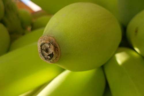 Green Bananas Tip Garden Banana Banana Tree Leaf