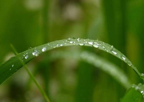 Green Grass Nature Garden Rain Drops Close-Up