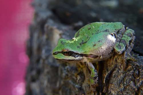 Green Frog Amphibian Creature Small Animal