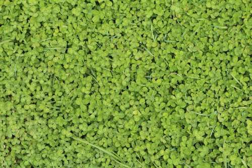 Green Spring Nature Background Clover Grass