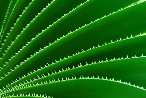 Green Nature Botany Cactus Plant Pattern Sharp