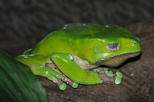 Green Frog Amphibian Creature Frog Pond Close Up