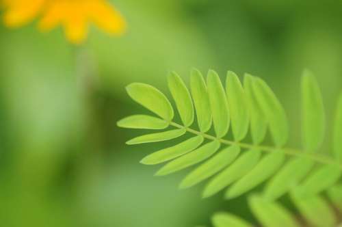 Green Leaves Leaf Trees Plants Forest Structure