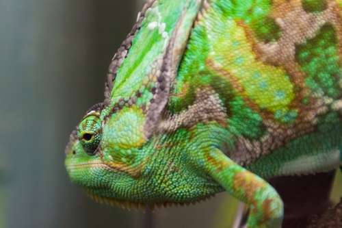Green Chameleon Reptile Animal Camouflage Wild