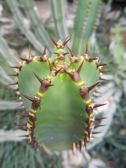 Green Nature Plant Plants Cactus Step Drought