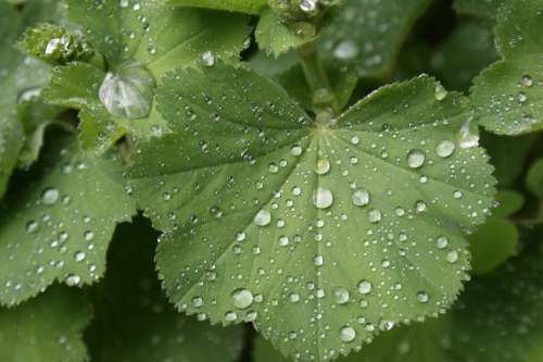 Green Wet Wassertrofpen Nature Leaves Dew Drops