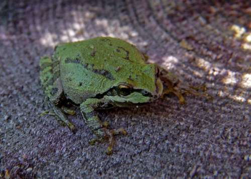 Green Tree Frog Frog Amphibian Tiny Animal Macro
