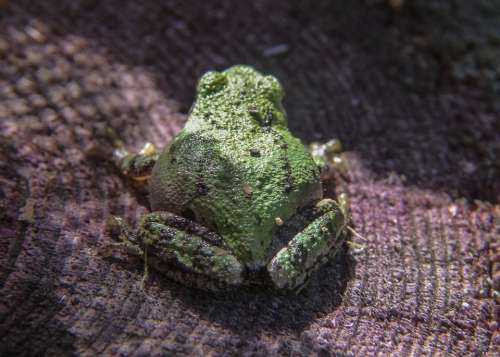 Green Tree Frog Frog Amphibian Tiny Animal Macro
