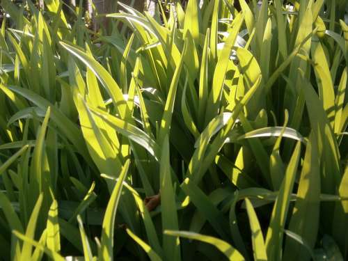 Green Leaves Plant Flora Nature