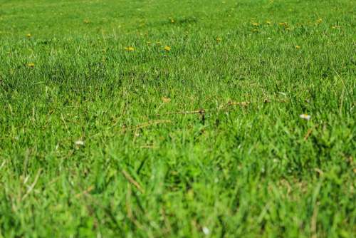 Green Grass Nature Grassy Lawn Plain Spring