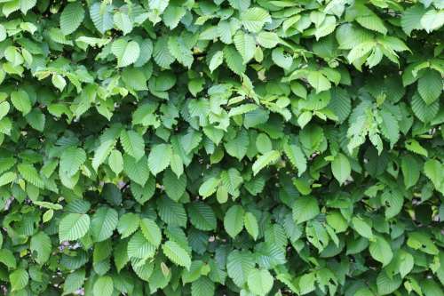 Green Leaves Structure Fouling