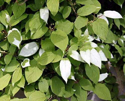 Green Leaf Plant Foliage White Nature