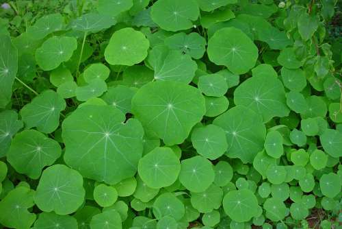 Green Nasturtiums Leaves Leaf Landscapes Nature