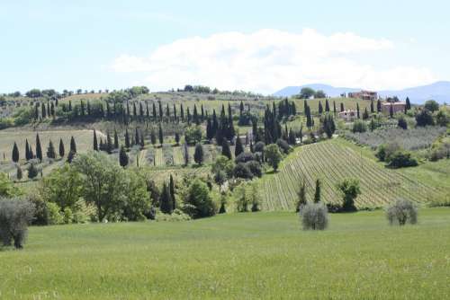 Green Tuscany Trees Italy