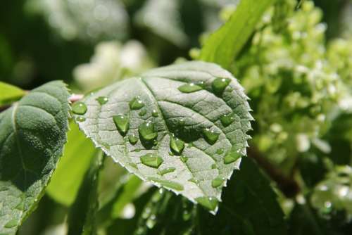 Green Leaf Rain Nature Plant Summer Natural