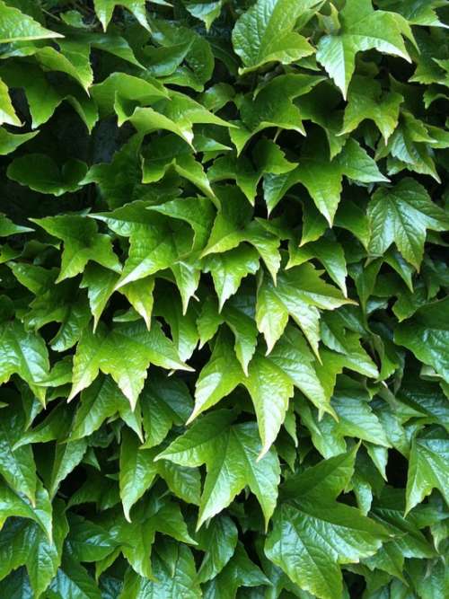 Green Vine Leaves Background Growing Plant Nature