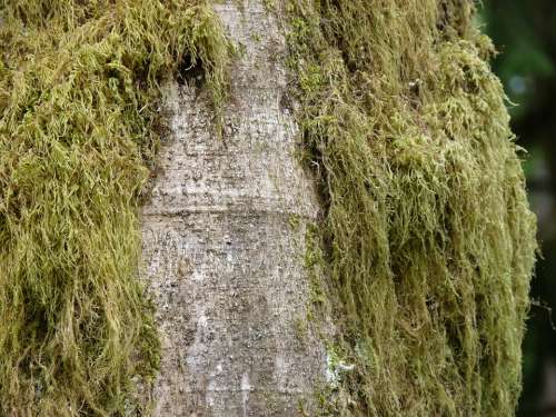 Green Moss Tree Bark Coarse