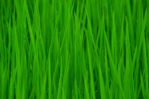 Green In Rice Field Clean