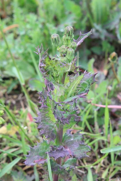 Green Oleraceus Sonchus Sow Thistle Plants