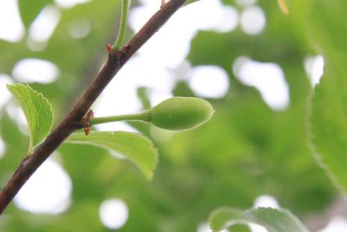 Green Growing Plums Prunus Raw Ripening Fruit